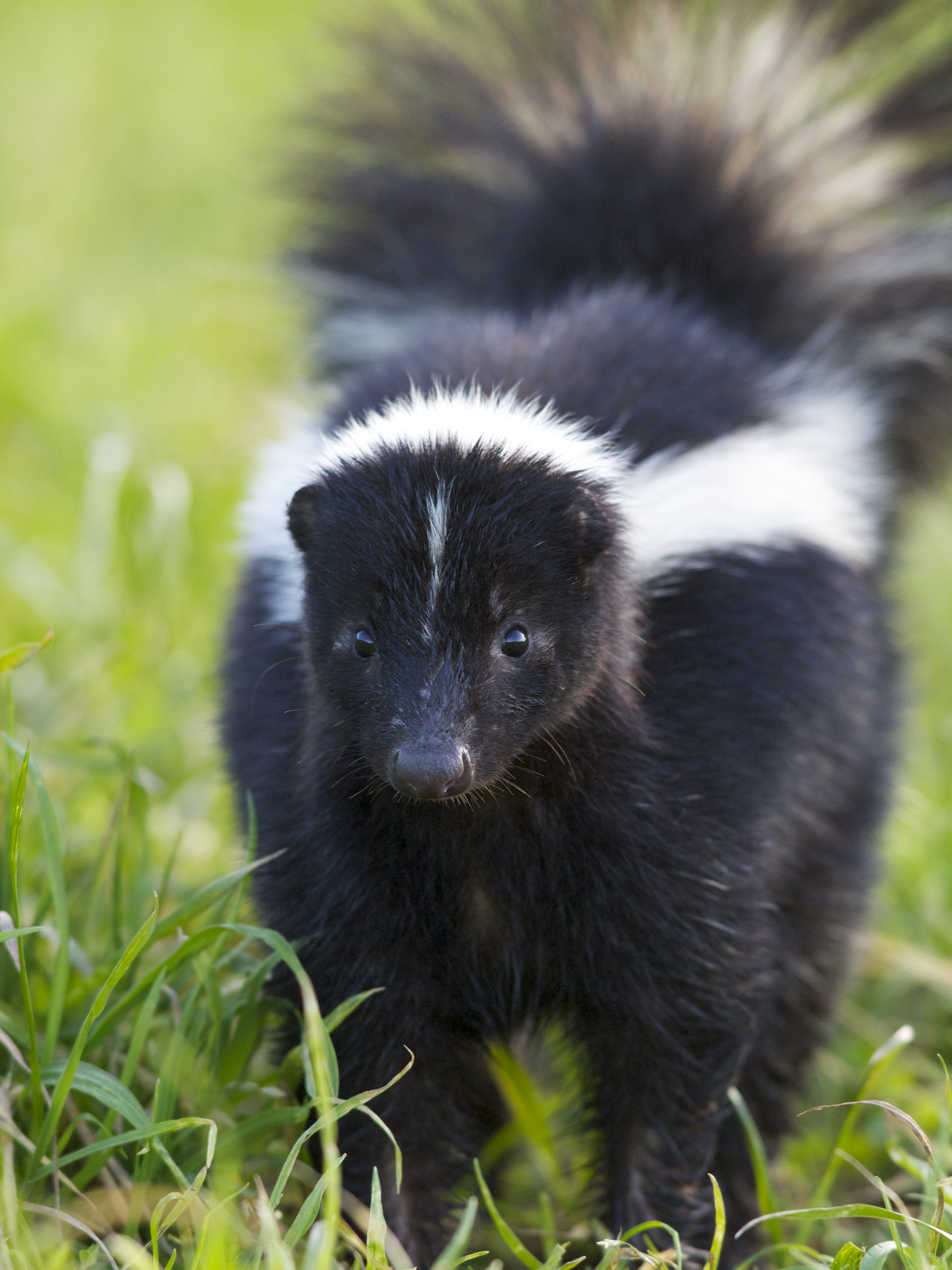 That Skunk Doesn t WANT To Spray You or Your Dog WildCare