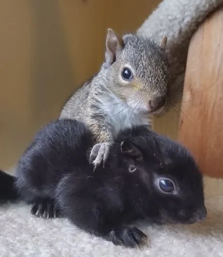 BLACK SQUIRRELS?