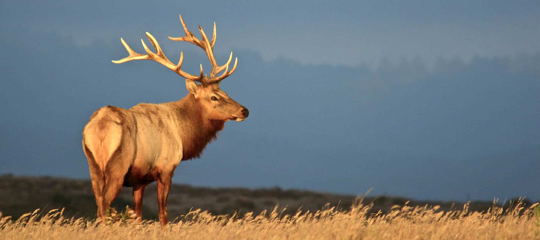 Elk bull. Photo by Carlos Porrata