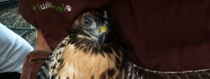 Red-tailed Hawk being weighed at WildCare. Photo by Alison Hermance