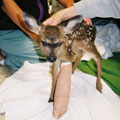 Fawn in care at WildCare. Photo by Melanie Piazza