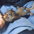 Orphaned squirrel being fed