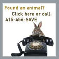 Found an Animal? Click here!