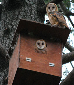 Barn Owls on box. Photo from Hungry Owl Project
