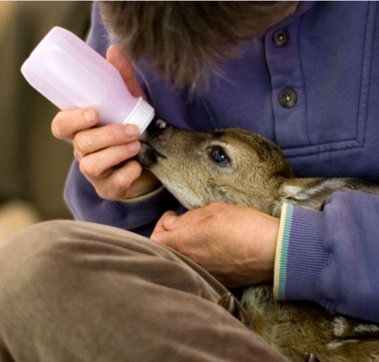 Feeding an orphaned fawn at WildCare. Photo by Trish Carney trishcarney.com
