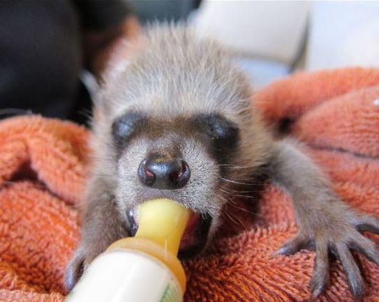 Orphaned raccoon at WildCare. Photo by Alison Hermance