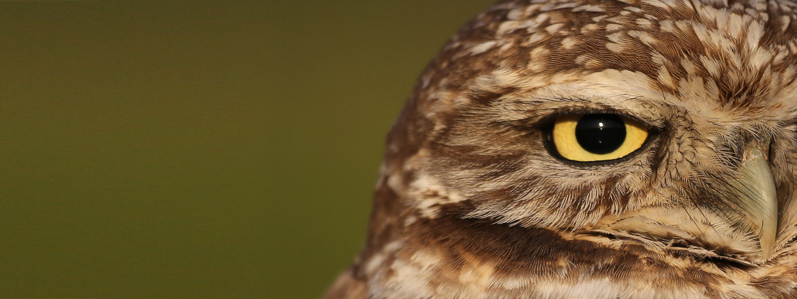 Burrowing Owl. Photo by Tory Kallman
