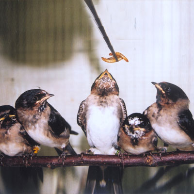 Feeding baby swallows. Photo by Melanie Piazza