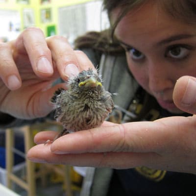 Examining a songbird. Photo by Alison Hermance