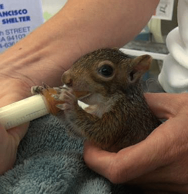 Orphaned squirrel at WildCare. Photo by Alison Hermance