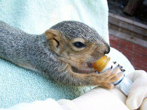 Orphaned baby squirrel at WildCare. Photo by Alison Hermance