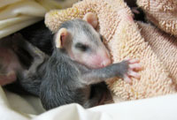 Orphaned baby opossum at WildCare. Photo by Alison Hermance