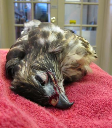 Red-tailed Hawk poisoned by rat poison. Photo by Alison Hermance