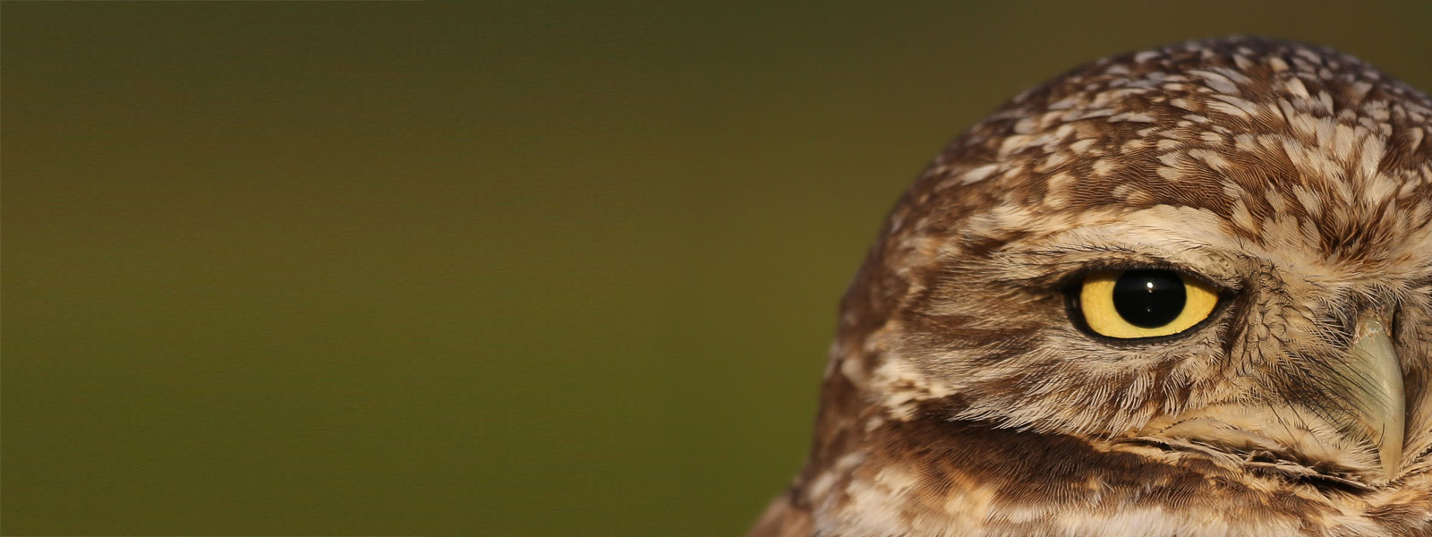 Burrowing Owl. Photo by Tory Kallman