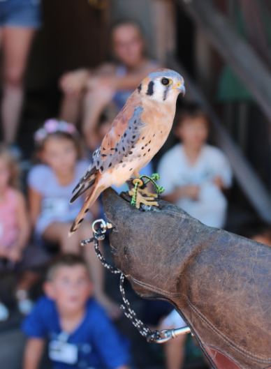 Kestrel on the glove. Photo by Tory Russell