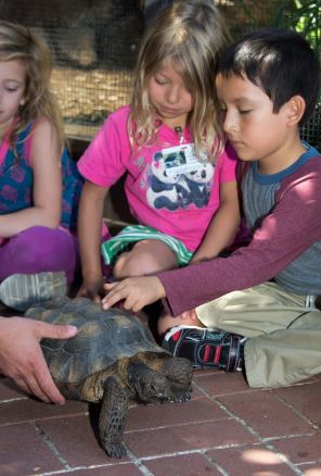 Meeting the Desert Tortoise. Photo by Tory Russell
