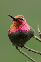 Hummingbird. Photo by Chris Whittier