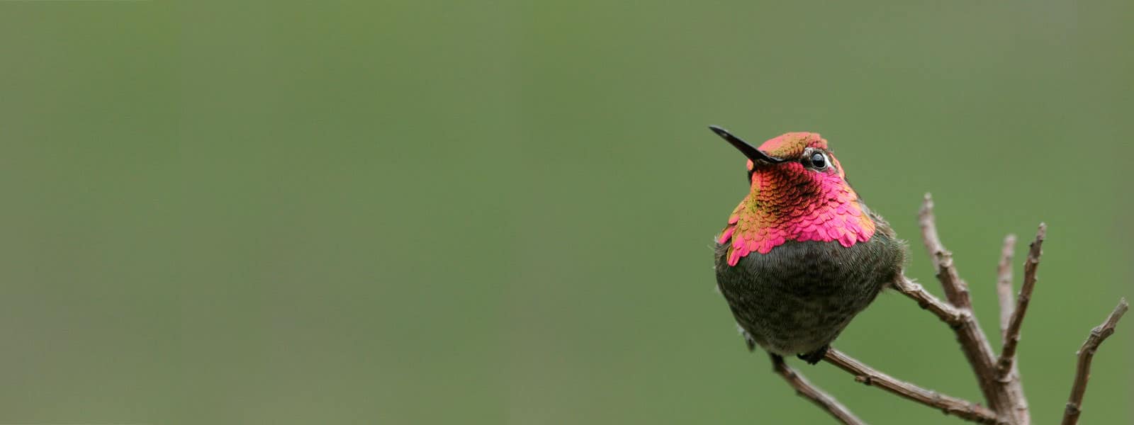 Anna's Hummingbird. Photo by Christopher Whittier