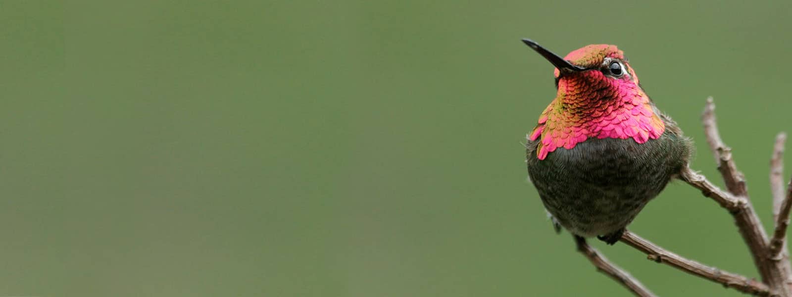 Anna's Hummingbird. Photo by Chris Whittier