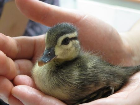 Baby Wood Duck at WildCare. Photo by Alison Hermance