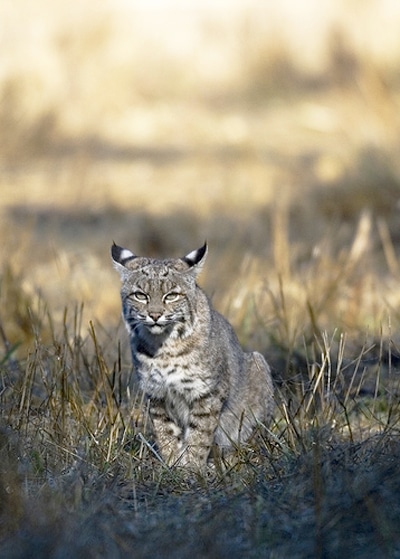Bobcat at Tennessee Valley. Photo by Trish Carney