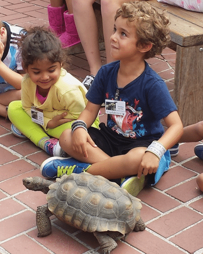 Meeting the Desert Tortoise. Photo by Tory Russell