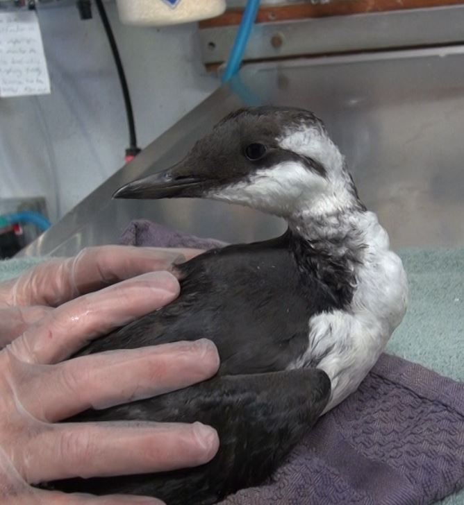 Common Murre at WildCare. Photo by Alison Hermance