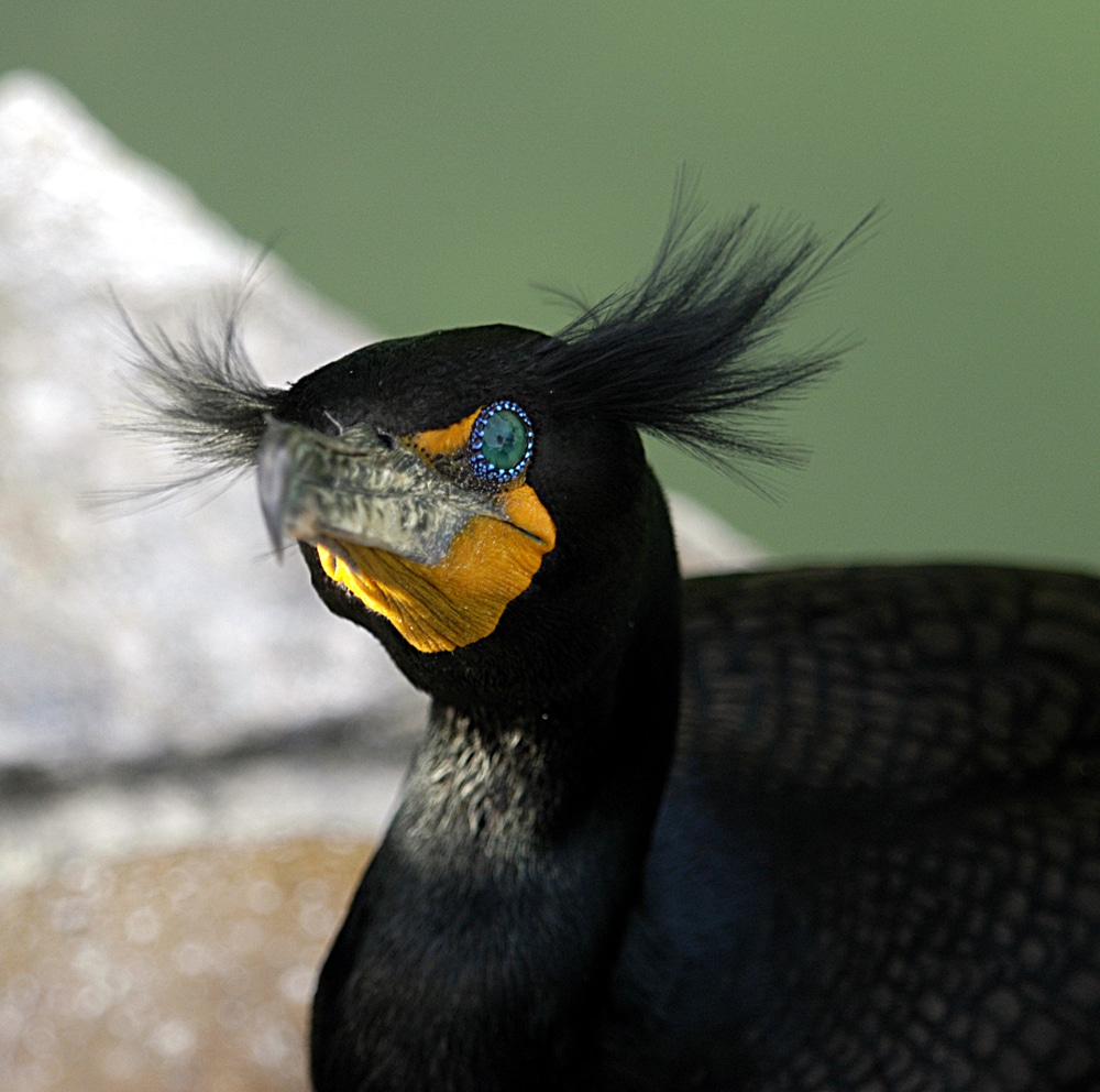 Cormorant at WildCare. Photo by Patty Spinks