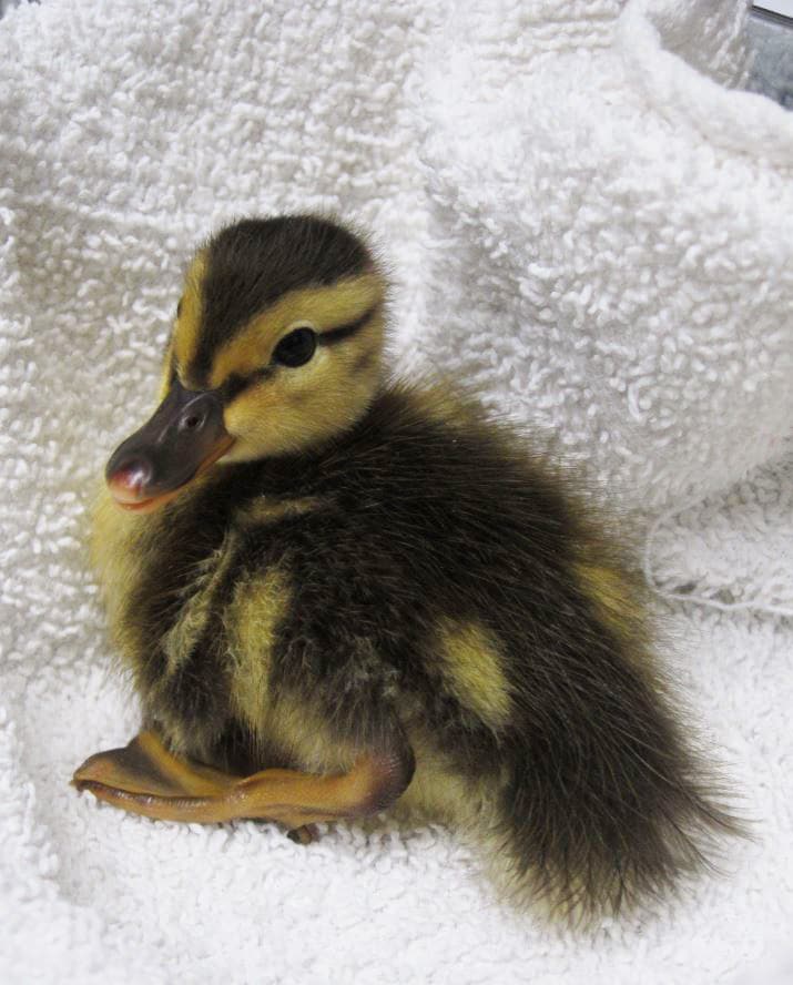 Orphaned duckling at WildCare. Photo by Alison Hermance