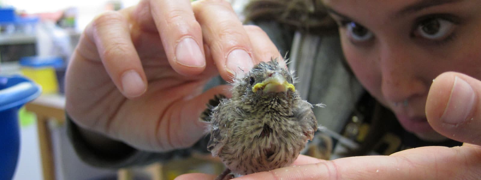 Examining a songbird at WildCare. Photo by Alison Hermance