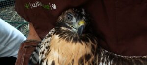 Examining at Red-tailed Hawk. Photo by Alison Hermance