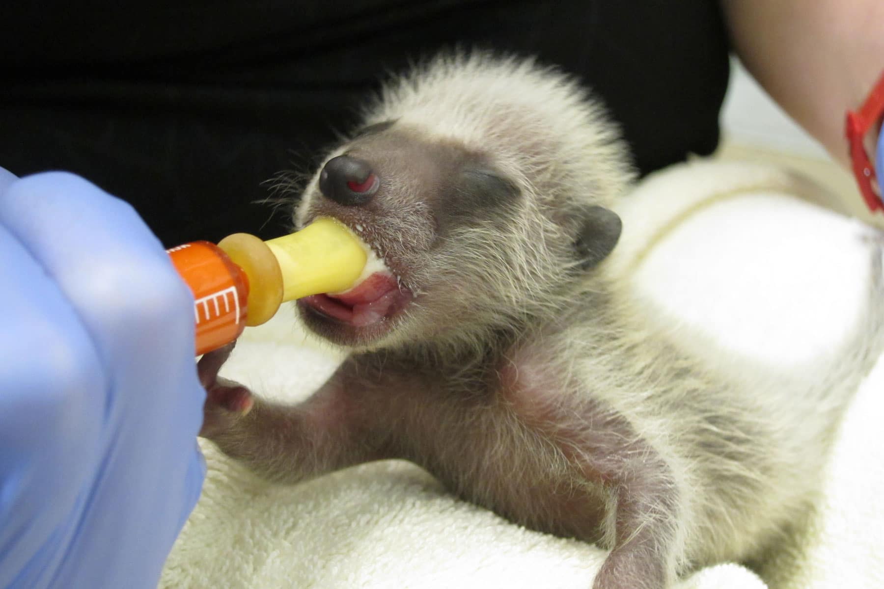Orphaned baby raccoon at WildCare .Photo by Alison Hermance