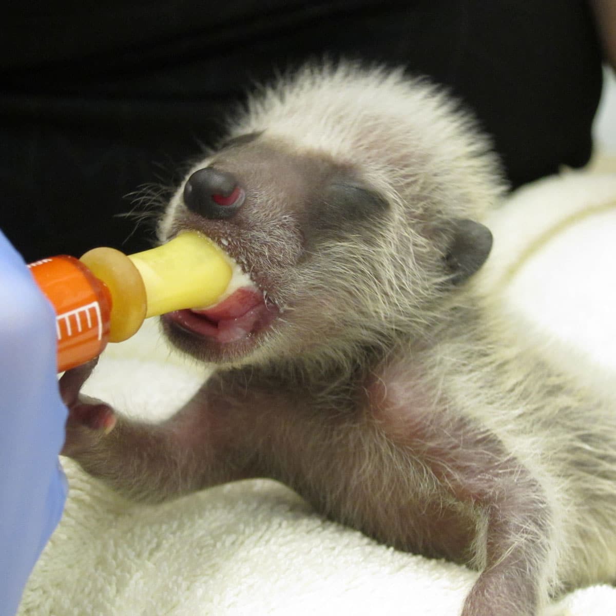 Orphaned baby raccoon at WildCare. Photo by Alison Hermance