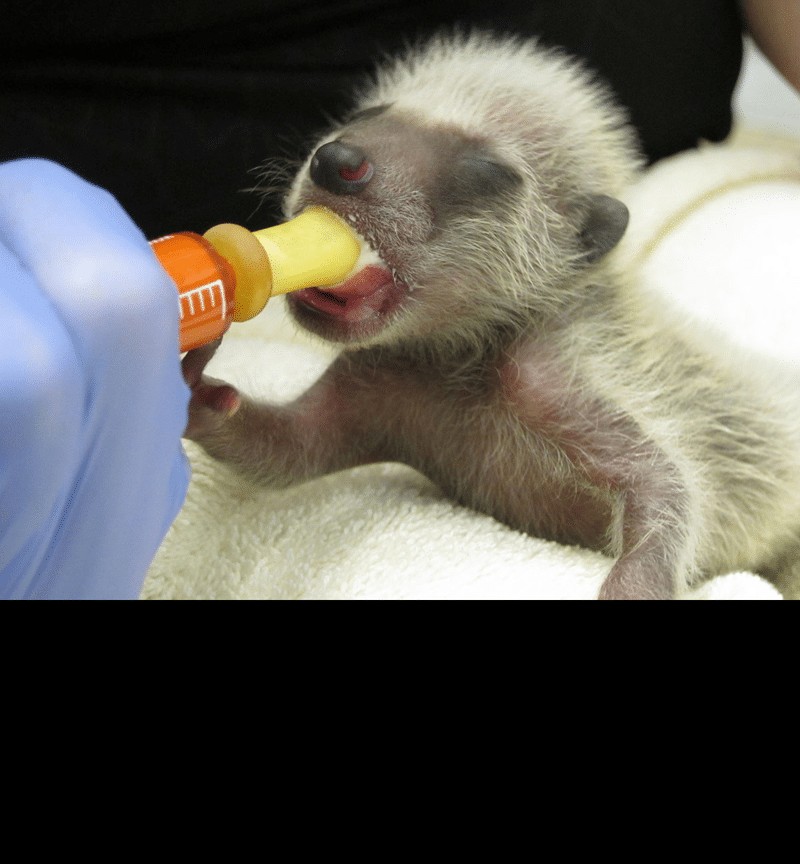 Hungry baby raccoon at WildCare. Photo by Alison Hermance