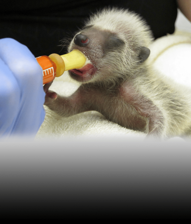 Orphaned baby raccoon at WildCare. Photo by Alison Hermance