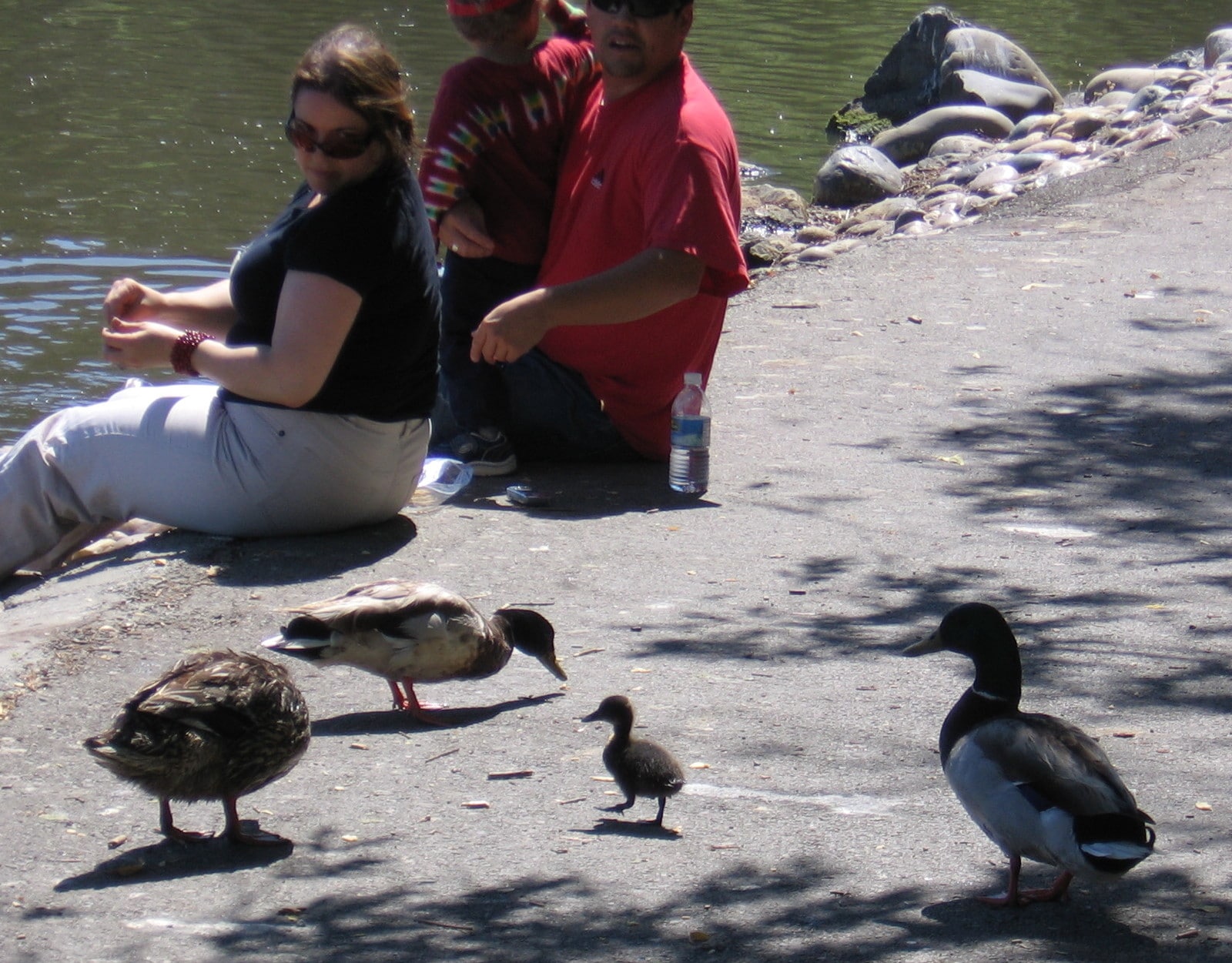 Feeding the ducks. Photo by Susan Miller