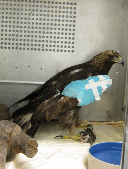 Golden Eagle at WildCare with his wing wrapped. Photo by Alison Hermance