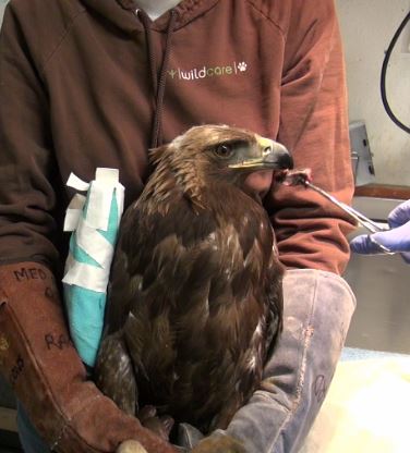 Golden Eagle being fed. Photo by Alison Hermance