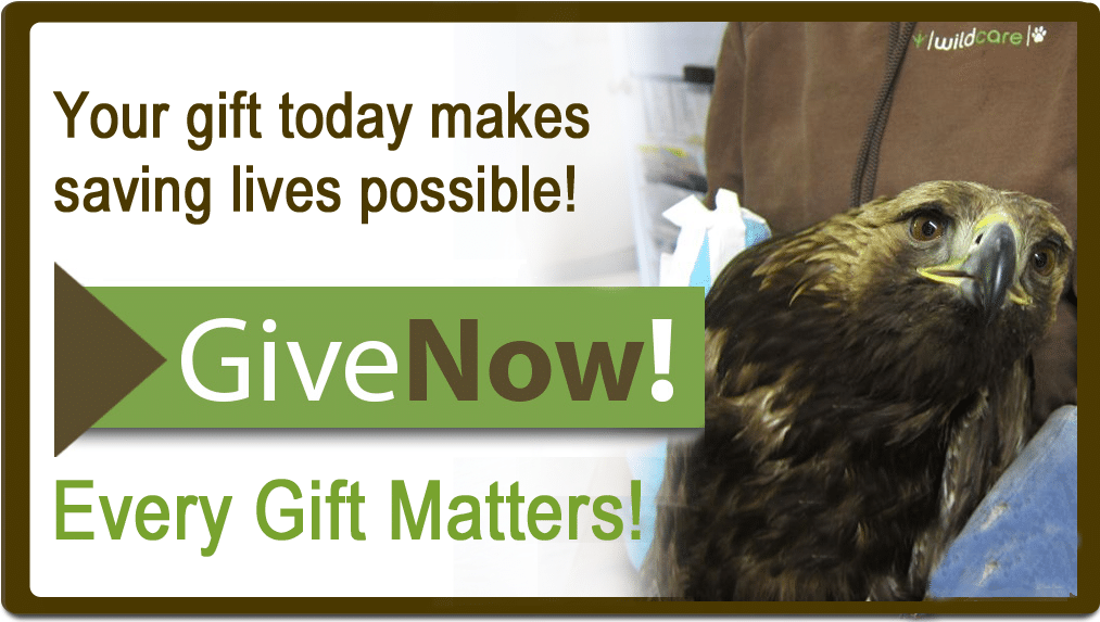 Give now!