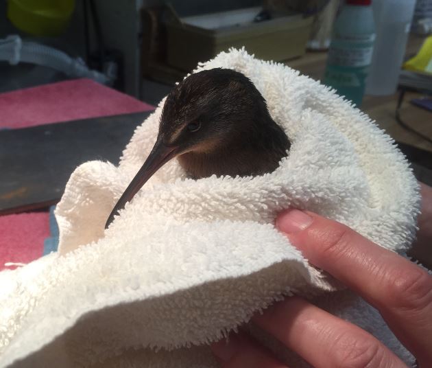 Virginia Rail in care at WildCare. Photo by Alison Hermance