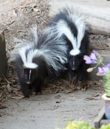 Skunks. Photo by Linda Campbell