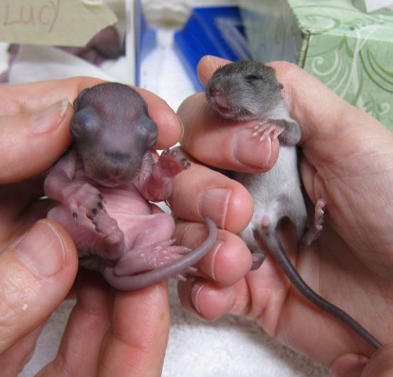 Baby squirrel or baby rat? Photo by Alison Hermance