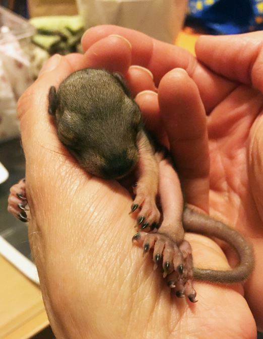 Orphaned baby squirrel at WildCare. Photo by Alison Hermance