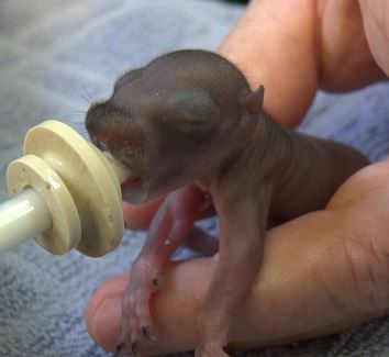 Baby squirrel nursing at WildCare. Photo by Alison Hermance