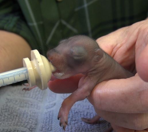 Baby squirrel nursing at WildCare. Photo by Alison Hermance