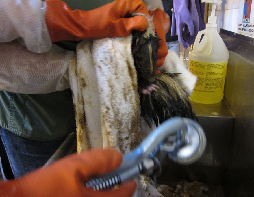 Muddy skunk being bathed. Photo by Alison Hermance