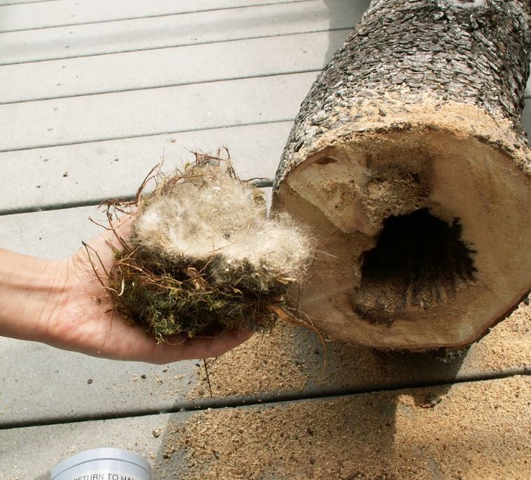 Nest from inside cut log. Photo by Alison Hermance