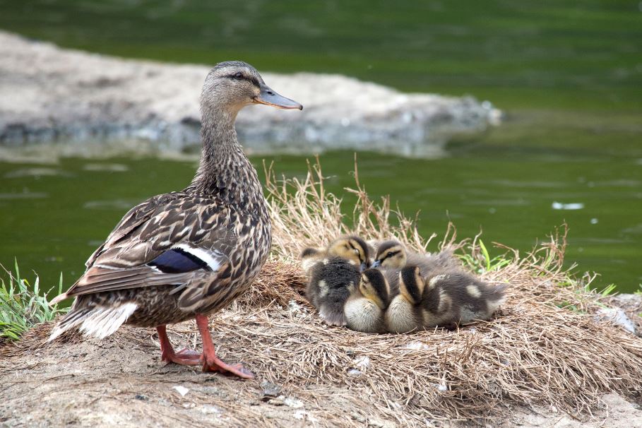 mallard momma duck accept baby duck incubator