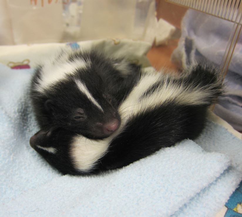 Orphaned baby skunks at WildCare. Photo by Alison Hermance