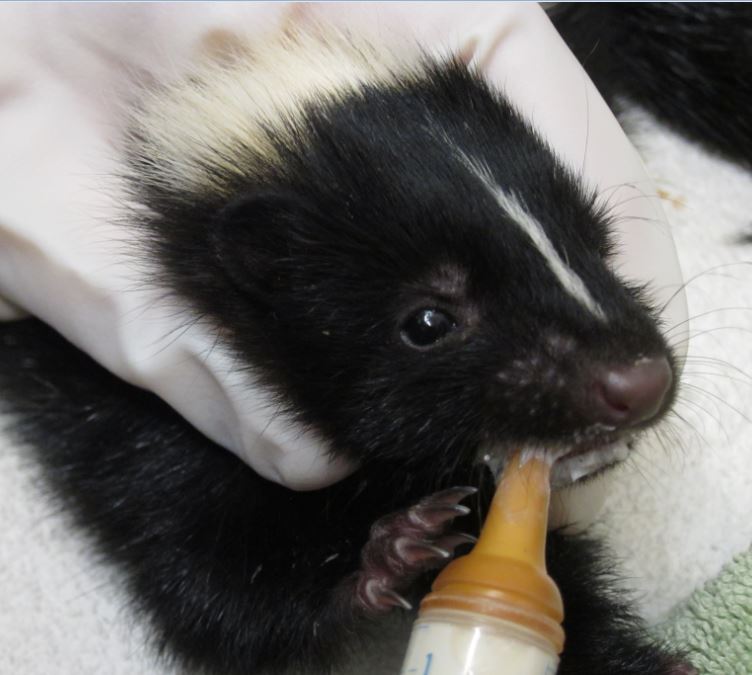 Orphaned baby skunk at WildCare. Photo by Alison Hermance